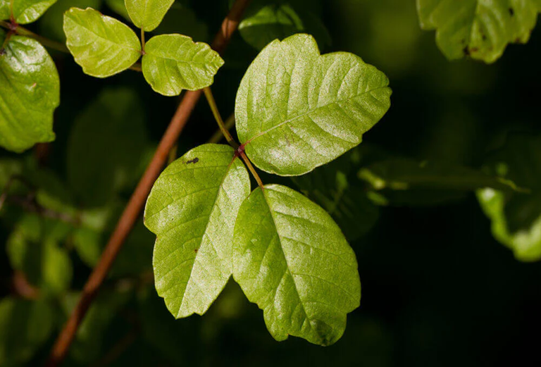 Poison oak plant treatment